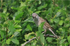 <p>PĚNICE VLAŠSKÁ (Sylvia nisoria) /Berred warbler - Sperbergerasmücke/</p>